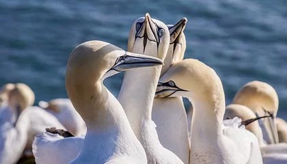 JIUYOU GAMING-德甲：多特在最后几分钟逆转多特，积分排名不断变化，德甲 多特