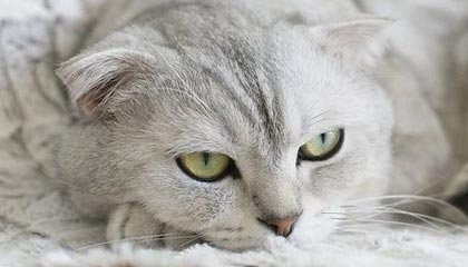 JIUYOU GAMING-德甲：多特在最后几分钟逆转多特，积分排名不断变化，德甲 多特